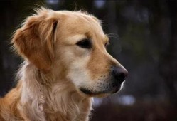 金毛siri娱乐吃瓜君,揭秘娱乐圈那些不为人知的幕后故事